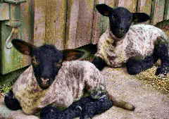 Lammer2